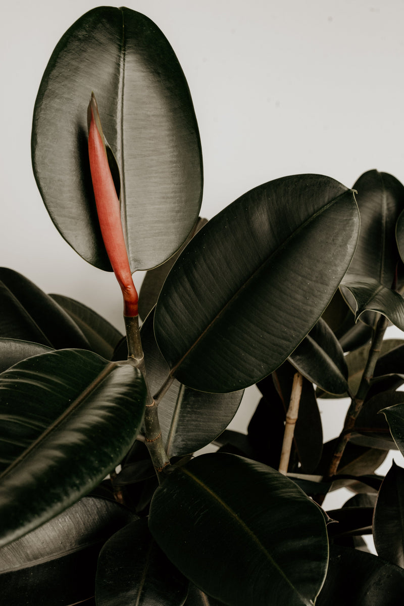 La Niacinamide: Un alleato potente per la pelle mista e impura